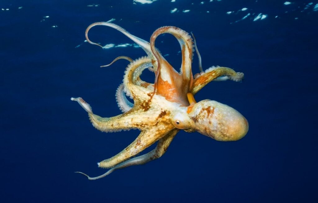 image of an octopus swimming in the ocean