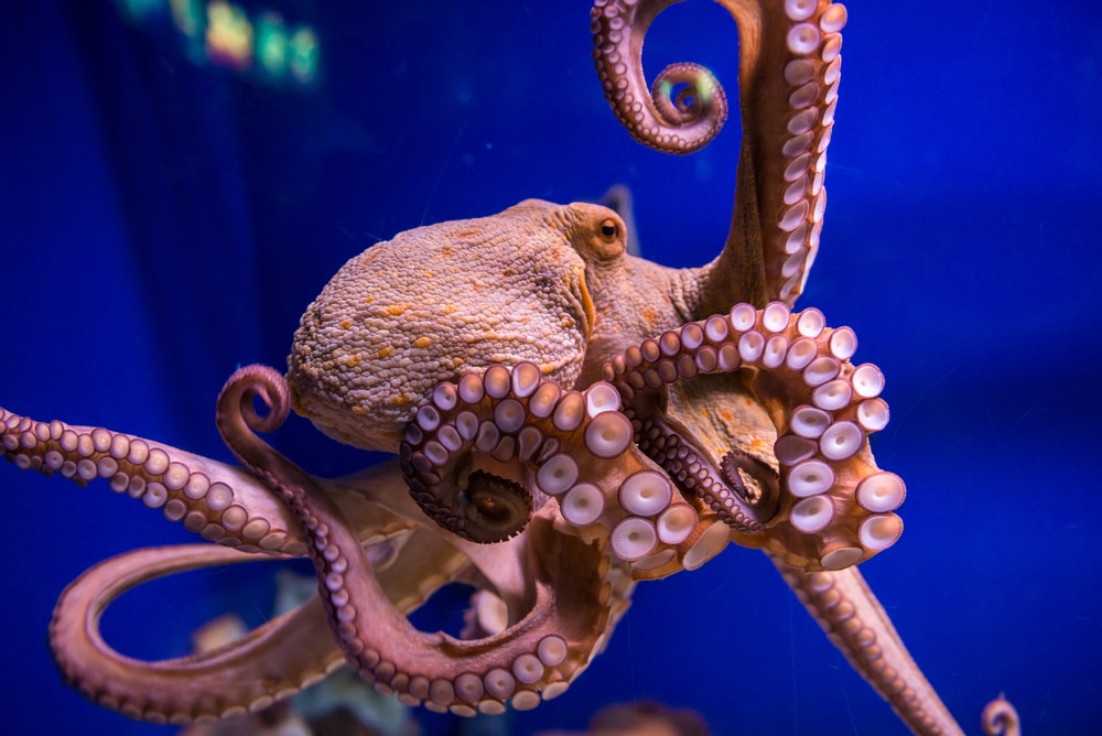 image of a common octopus in a sea aquarium