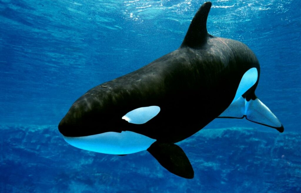 image of an orca swimming in the ocean