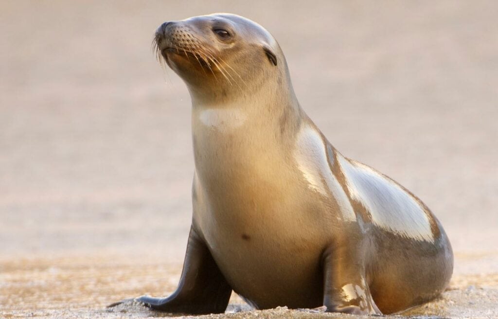image of a  California seal on a sand 