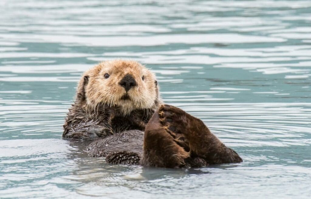 image of a sea otter in the water