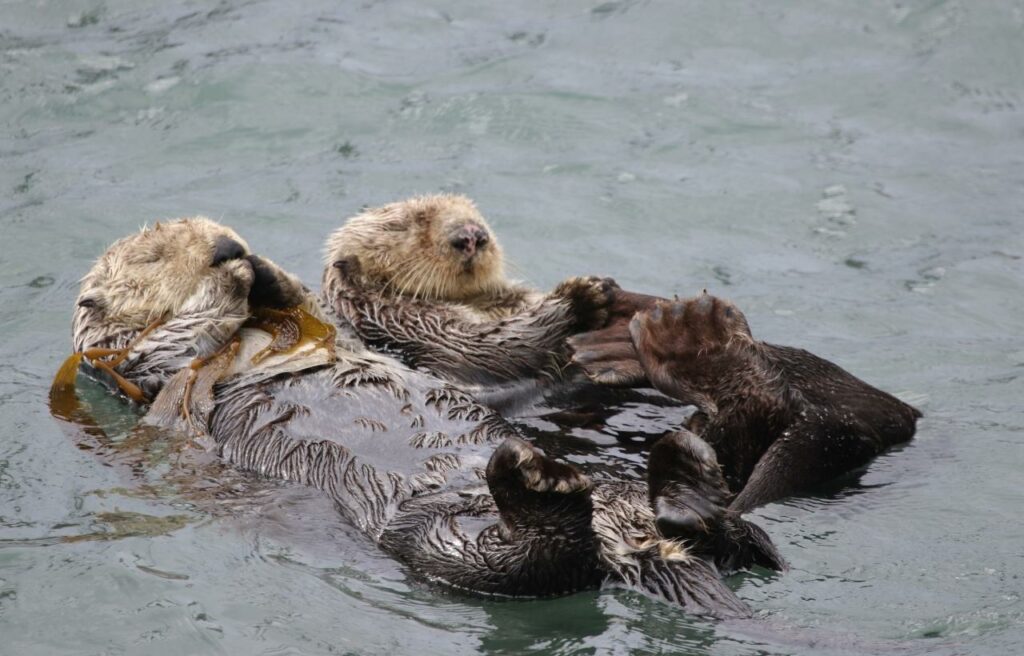 two sea otters resting on water