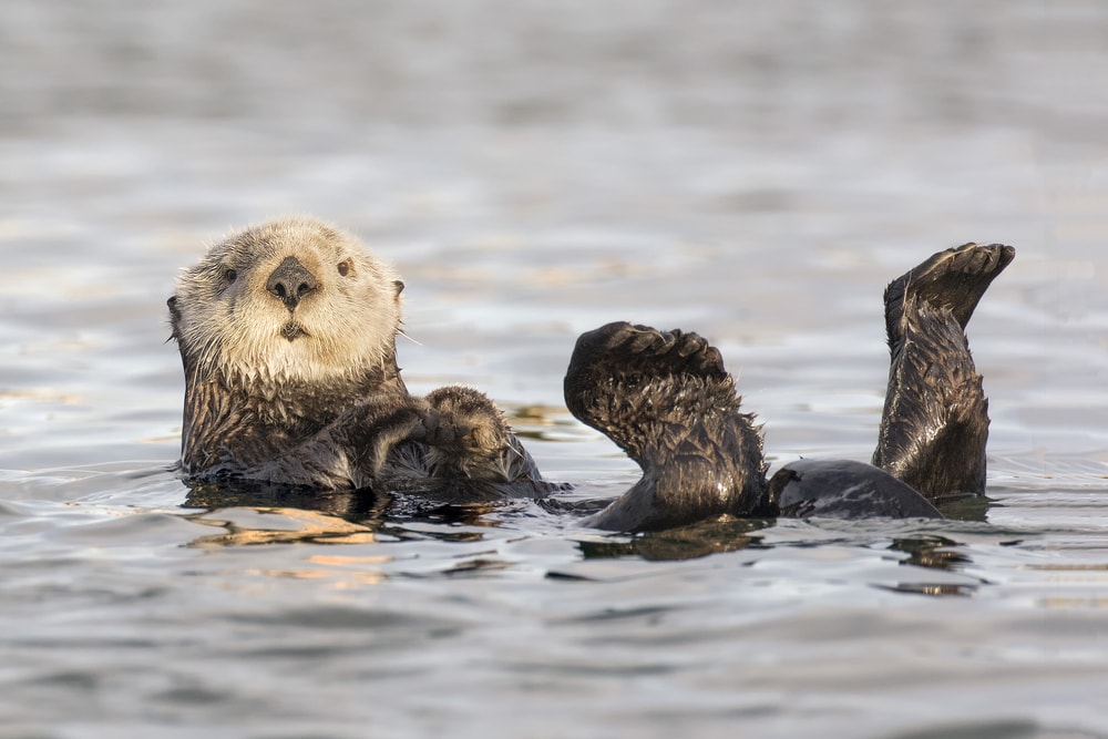 image of a sea otter loating in the water