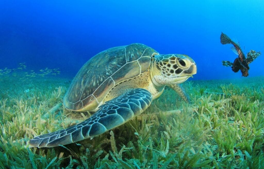 a green sea turtle feeding on aquatic plants