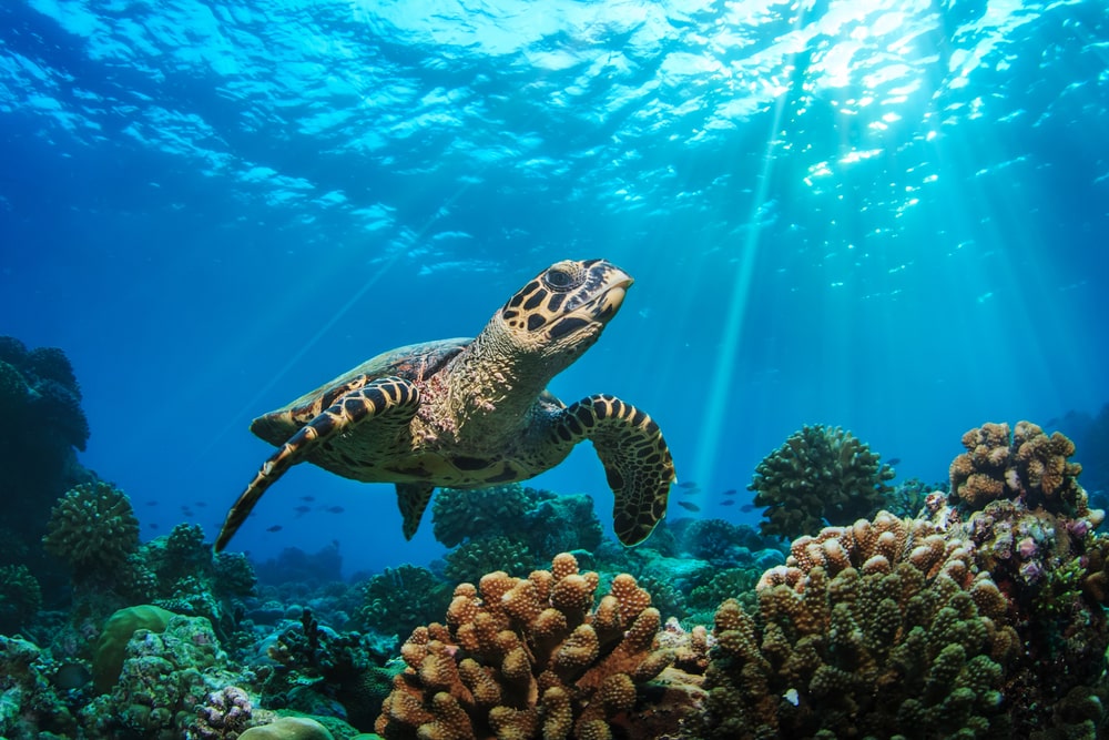 image of a sea turtle swimming above the coral reef