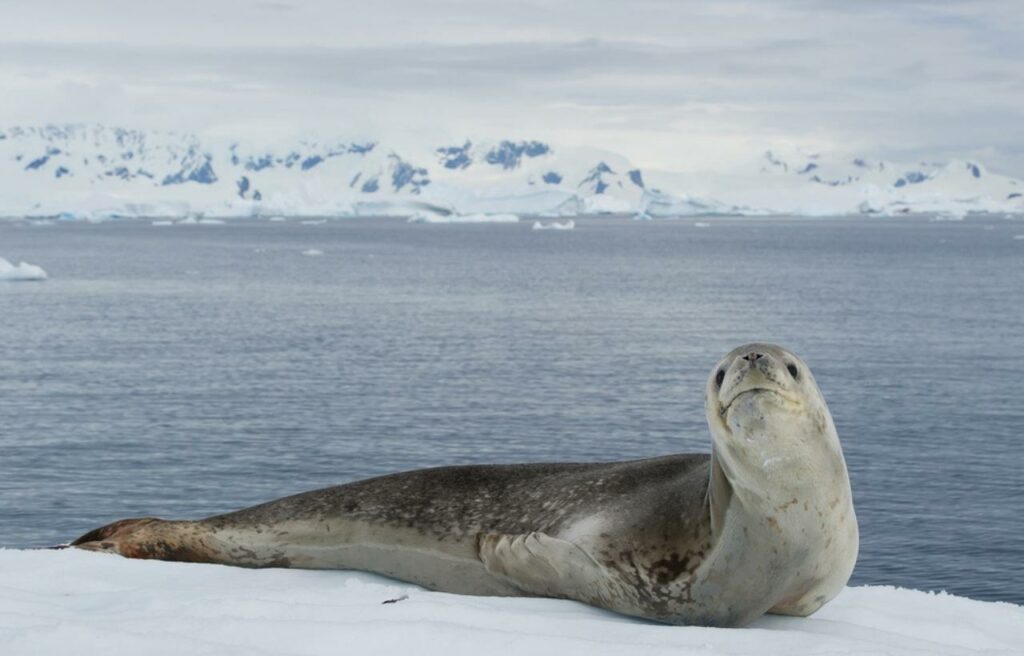 a leopard seal resing on an ice floe