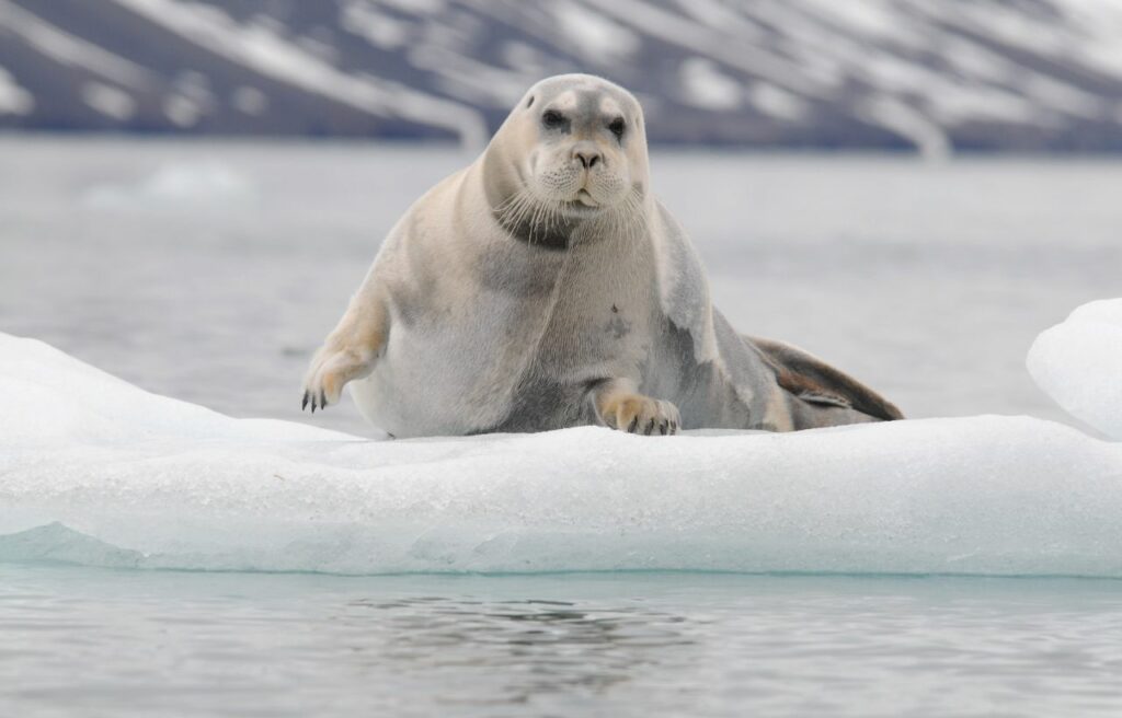a bearded seal sitting on ice floe