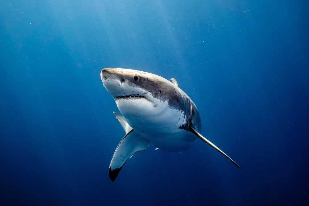 image of a great white shark in the deep blue sea