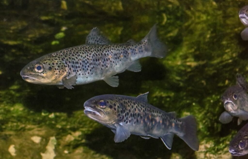 image of a brown trout underwater