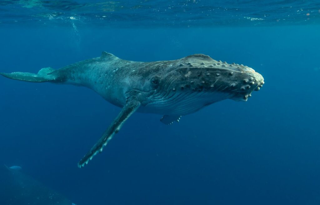 image of a humpback whale underwater