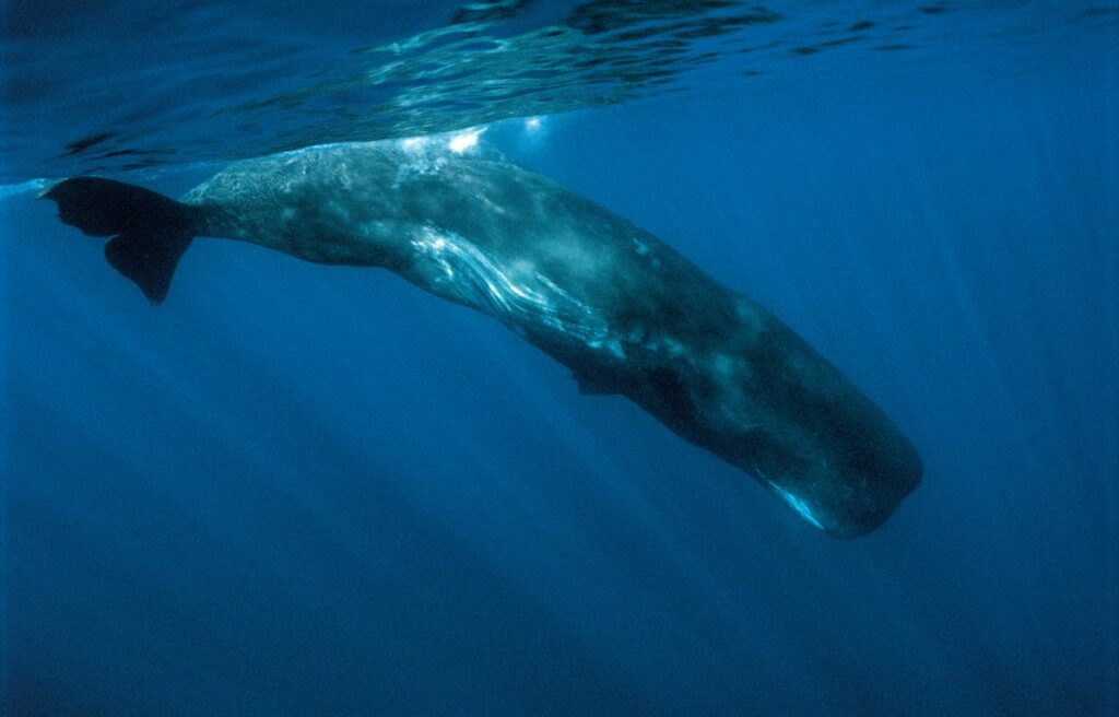 a sperm whale underwater 