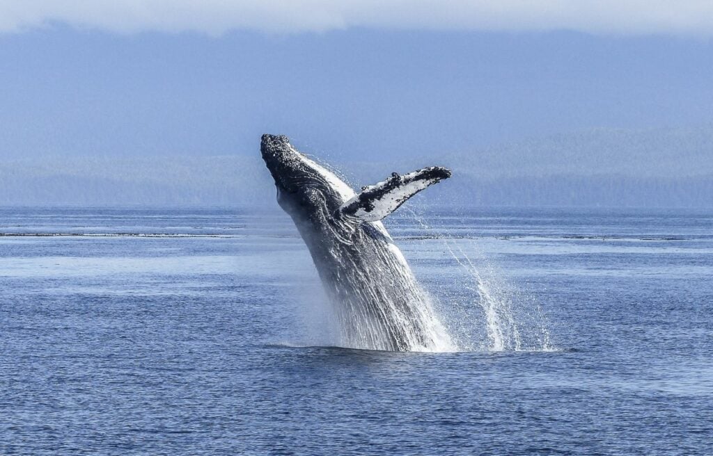 a humpback whale leaping from the water