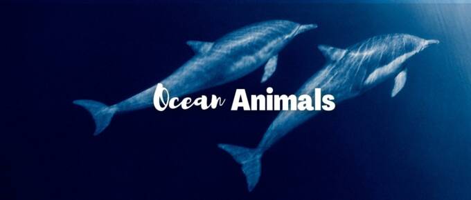 ocean animals featured image