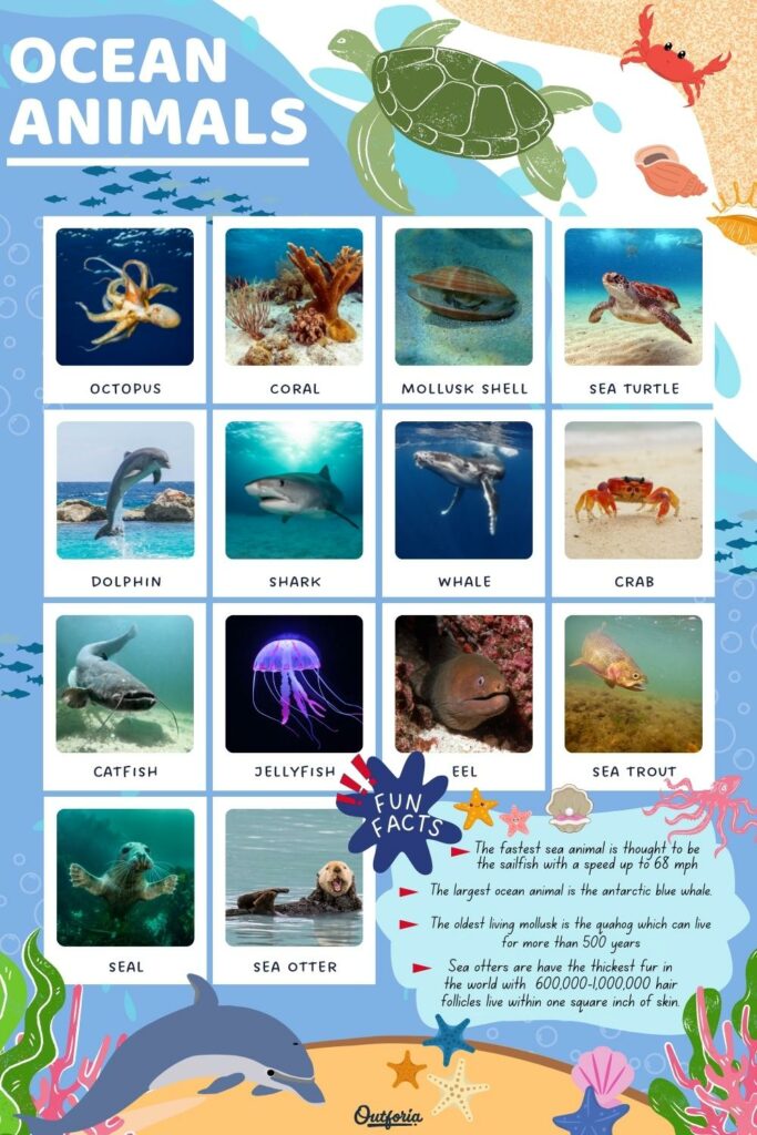 ocean animals chart with images, names, and facts