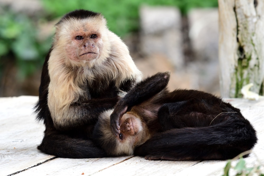 Two Panamanian White-Faced Capuchin staying on a table