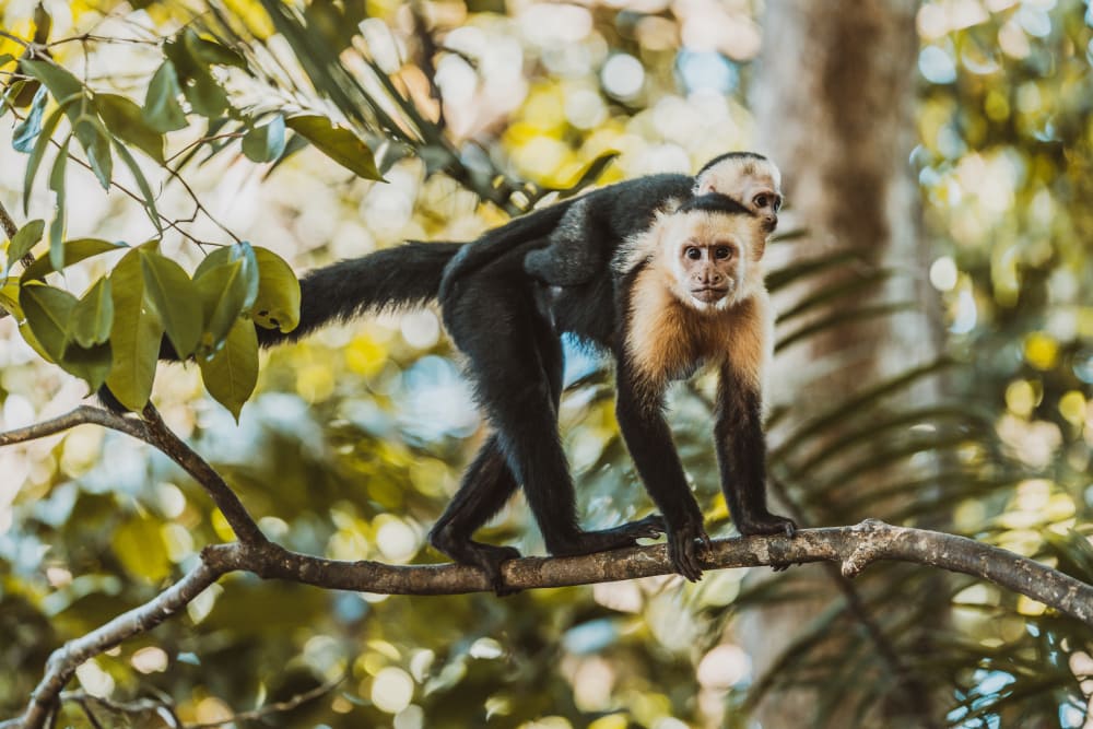 Panamanian white faced monkey walking on a thin branch of tree