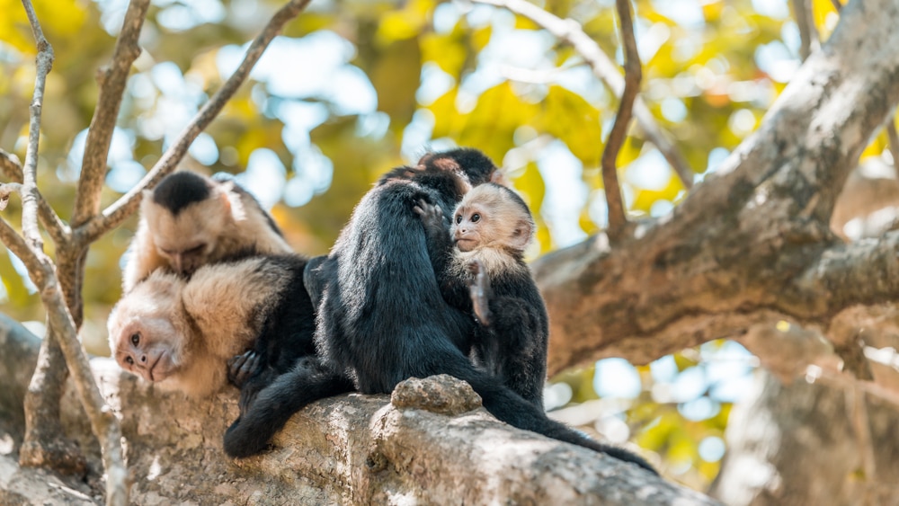 Family of Panamanian white faced monkey staying in the middle of a tree
