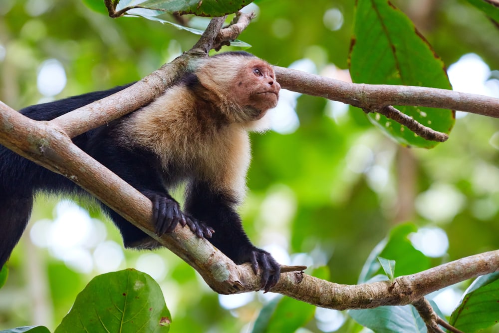 Panamanian white faced monkey on a tree