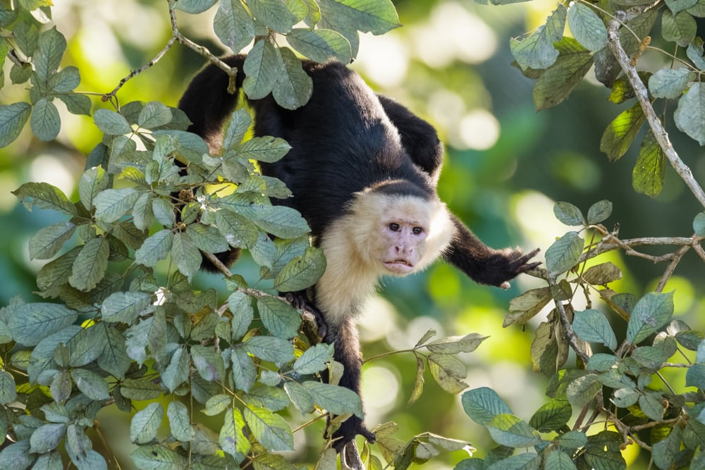 Panamanian white faced monkey walking down the tree