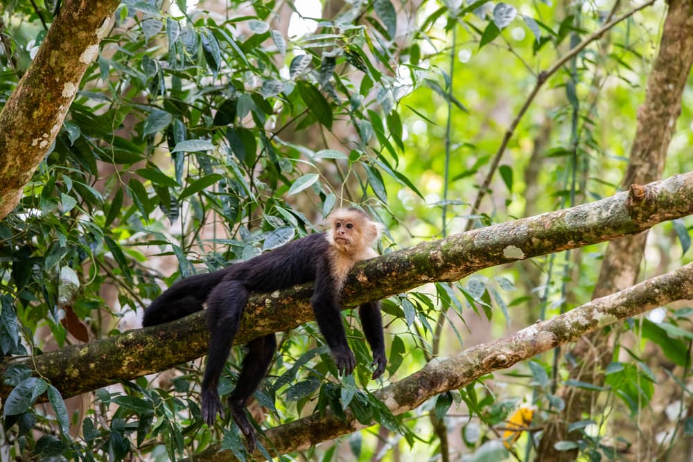 Panamanian white faced monkey resting on a tree