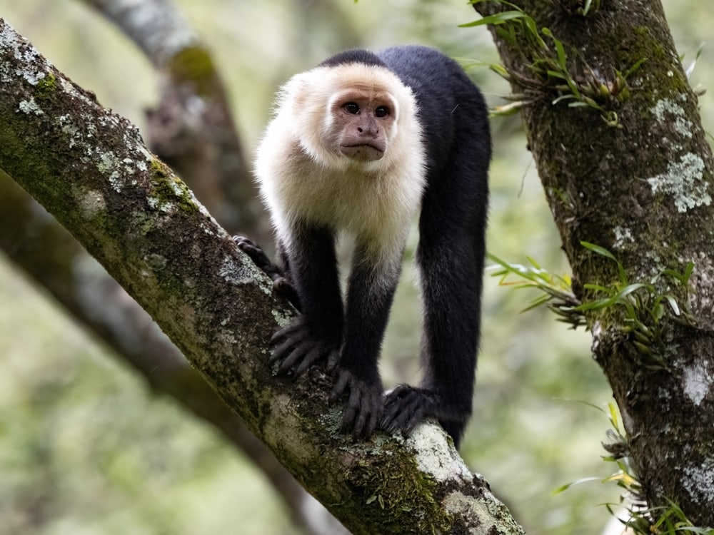 Panamanian White-Faced Capuchin standing on a tree