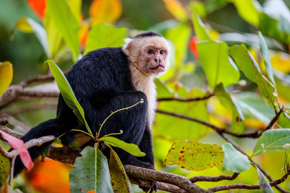 Panamanian White-Faced Capuchin sitting on thin branches of tree
