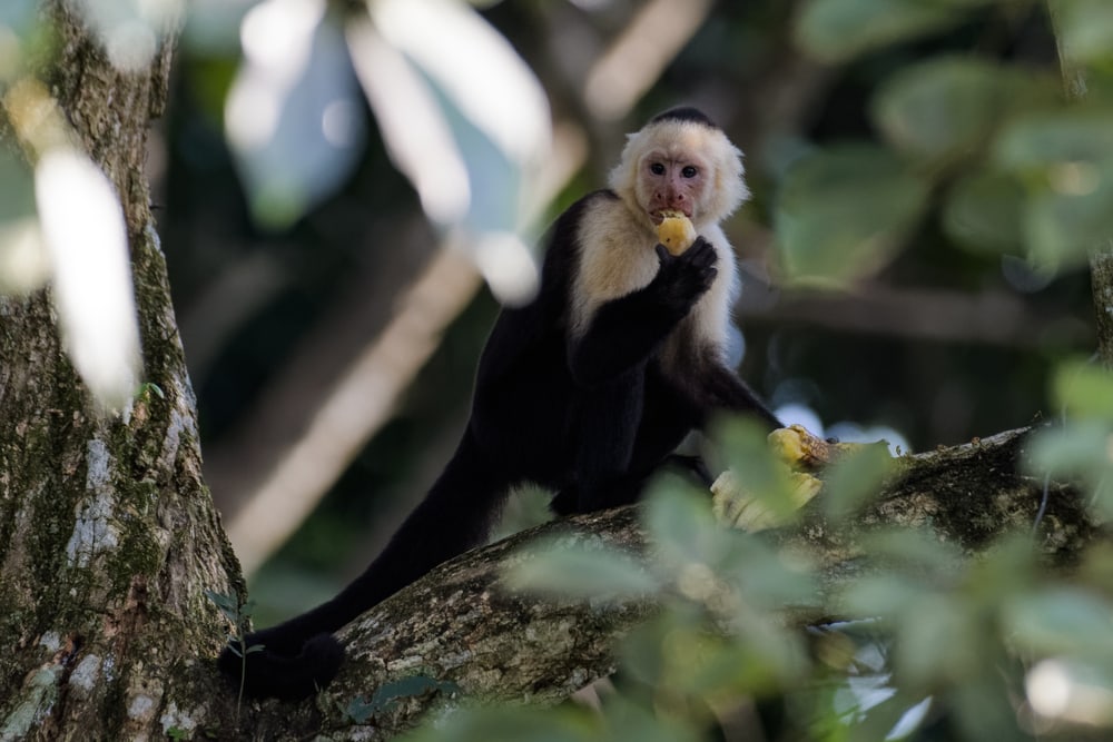 Panamanian white faced monkey eating banana on a tree
