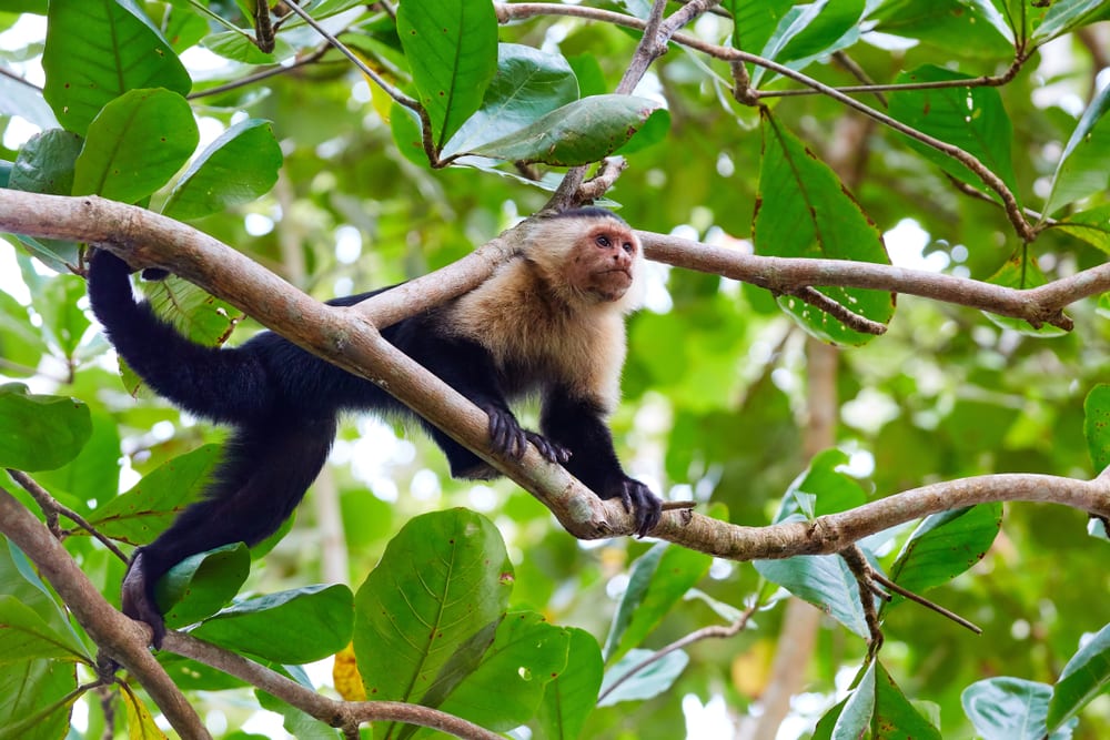 Panamanian white faced monkey in the middle of a tree