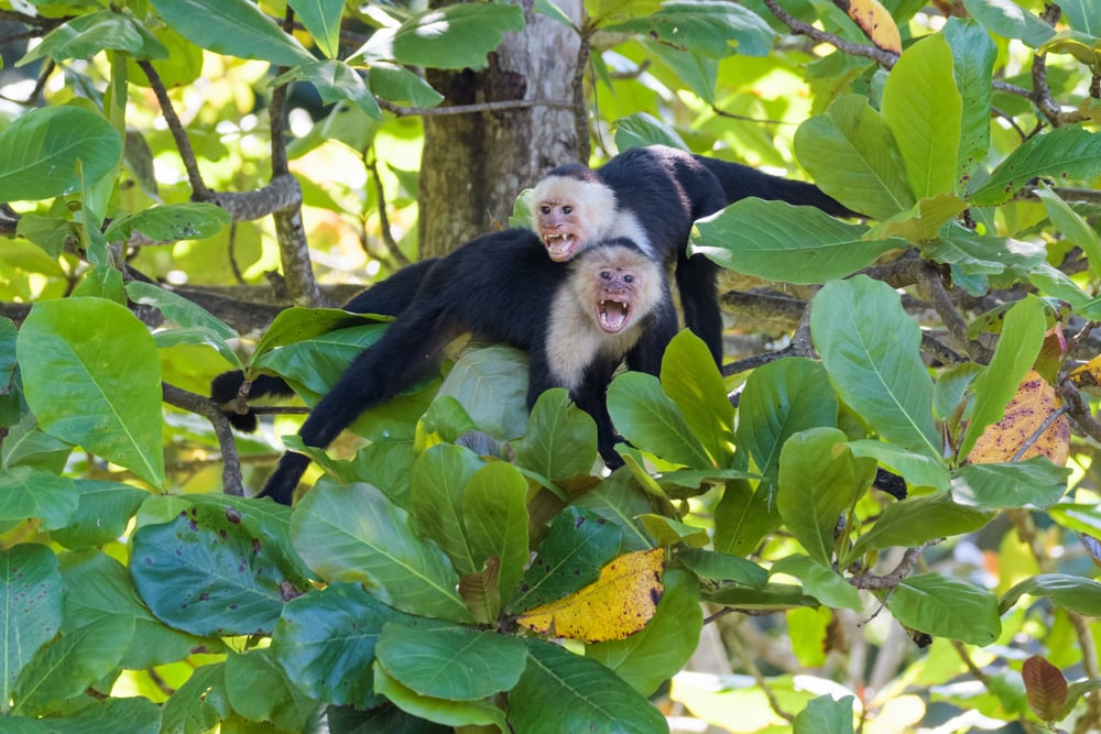 Panamanian white faced monkey shouting at the camera man