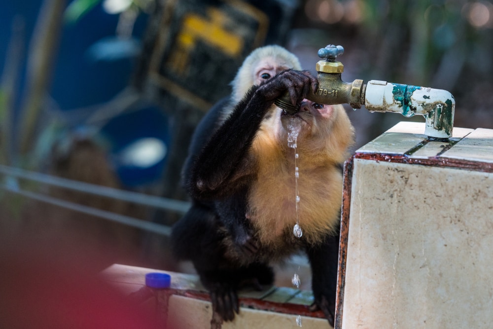 Panamanian white faced monkey drinking on a faucet