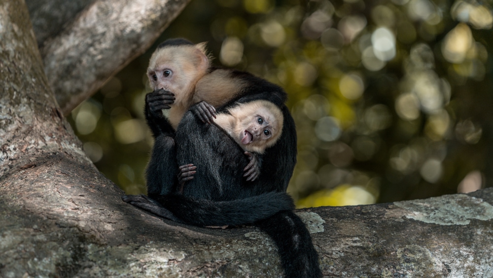 Panamanian white faced monkey holding its baby