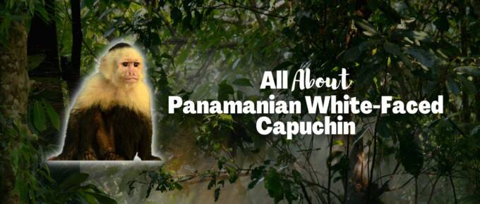 Panamanian white-faced capuchin featured image