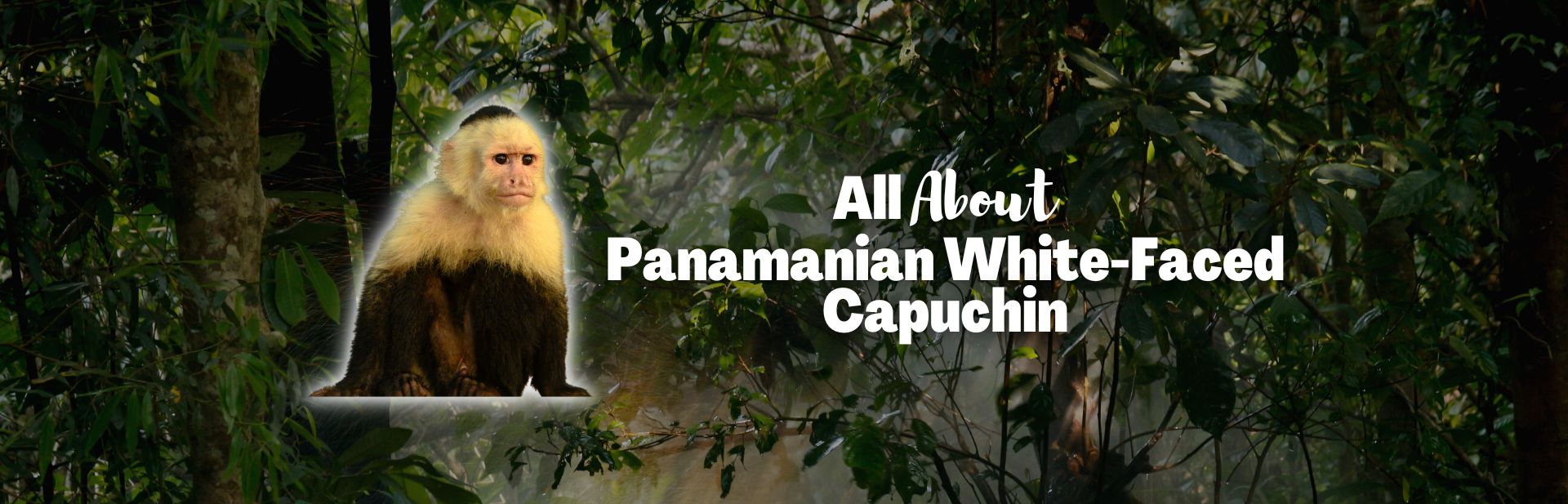 Panamanian White-Faced Capuchin: The Most Intelligent New World Monkey