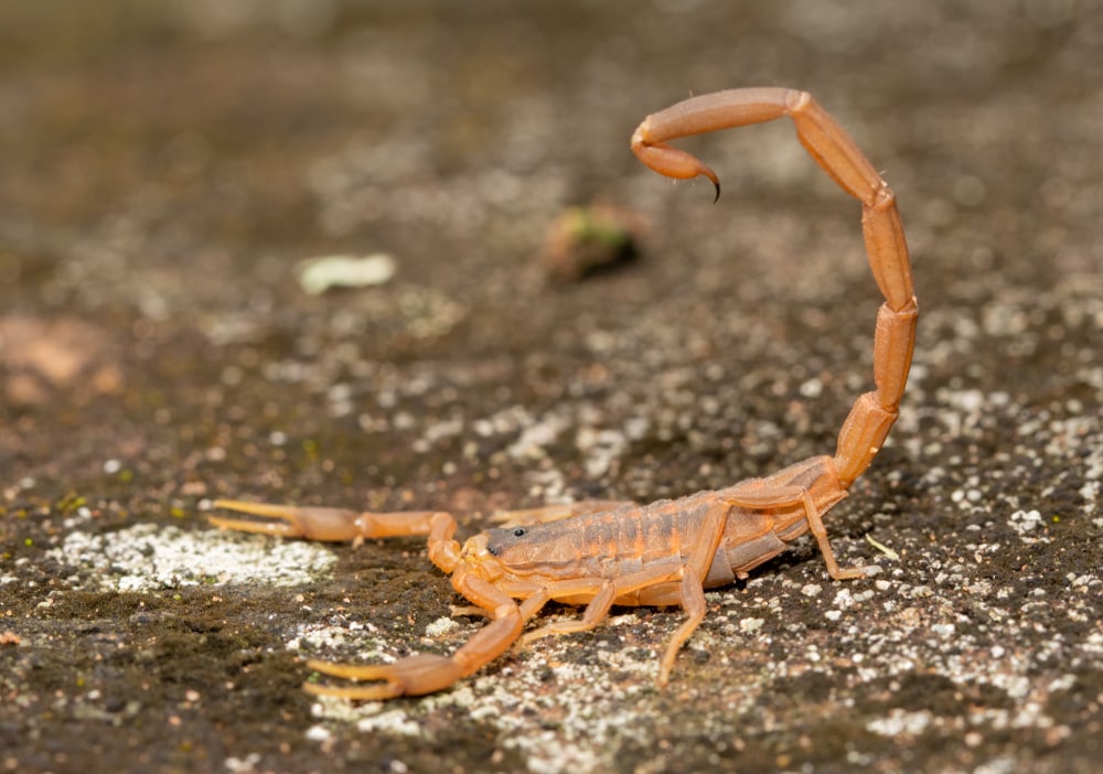 image of a striped bark scorpion on  a pavement 
