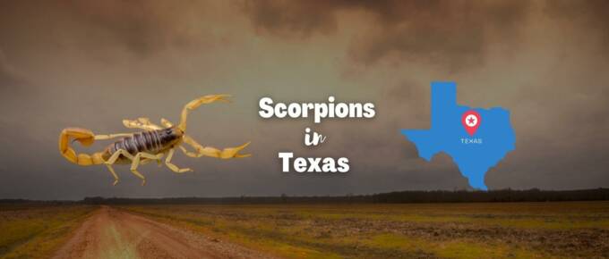scorpions in Texas featured image