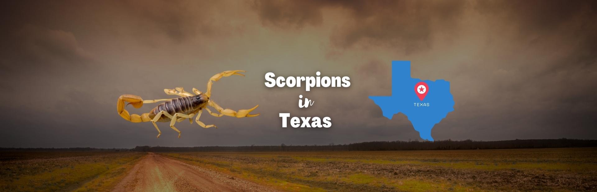 Scorpions in Texas: All About Texas’s Dancing Arachnids