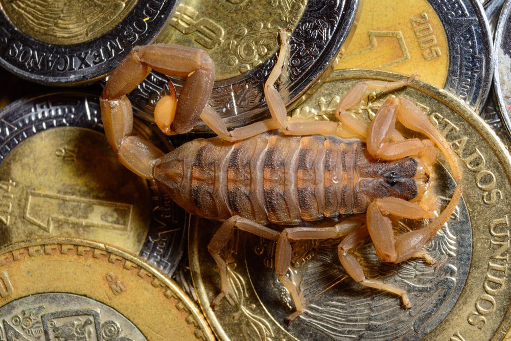 image of a striped bark scorpion on top of coins 