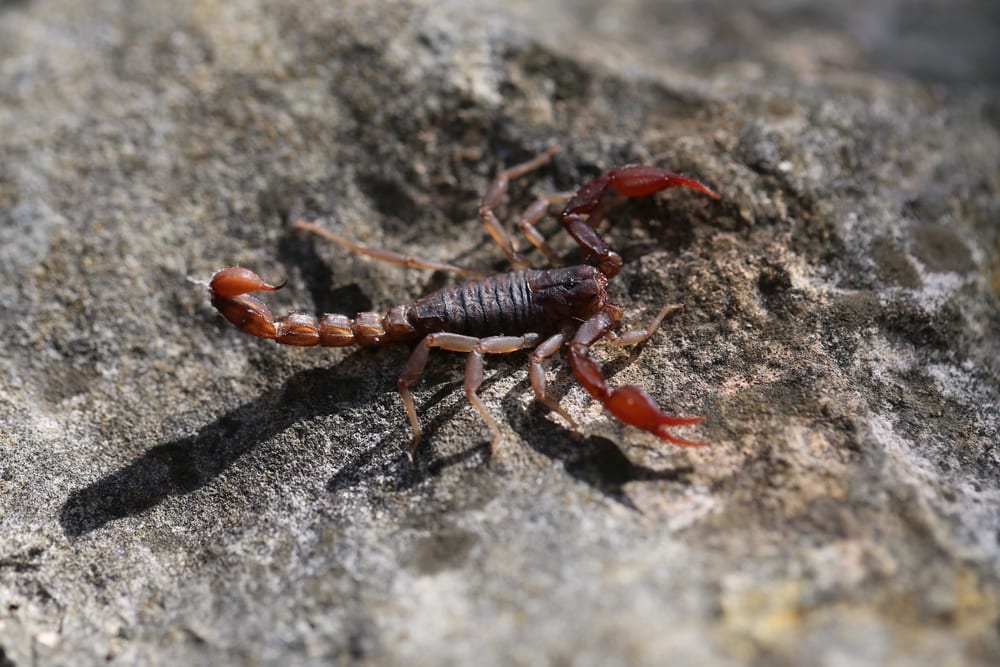image of a Texas cave  scorpion on a rock