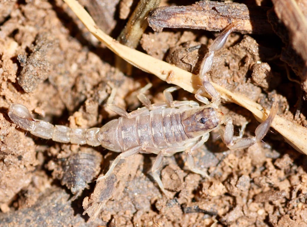 image of a Thick-handed Scorpion on the ground