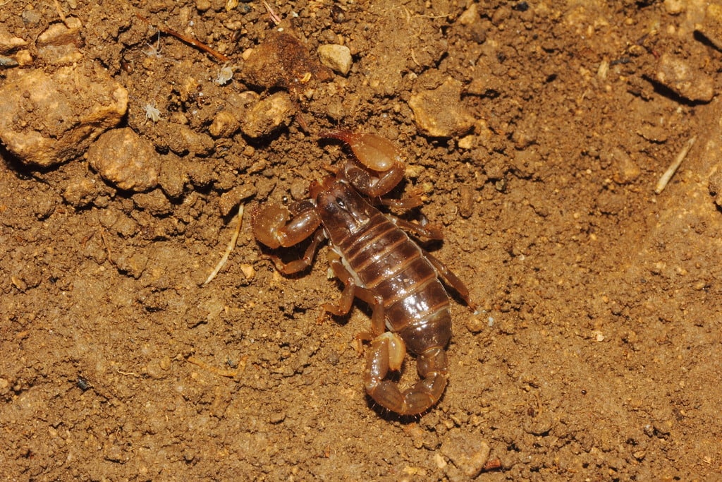 image of a Trans-Pecos Smoothclaw Scorpion on the sand 