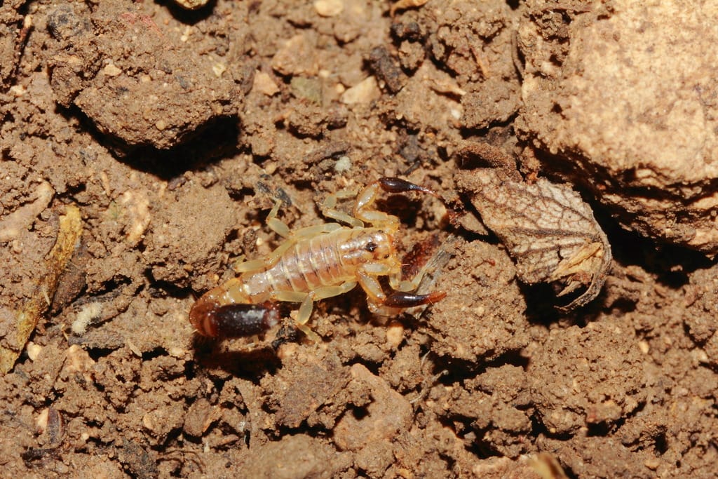 image of a Wauer's scorpion on a moist soil