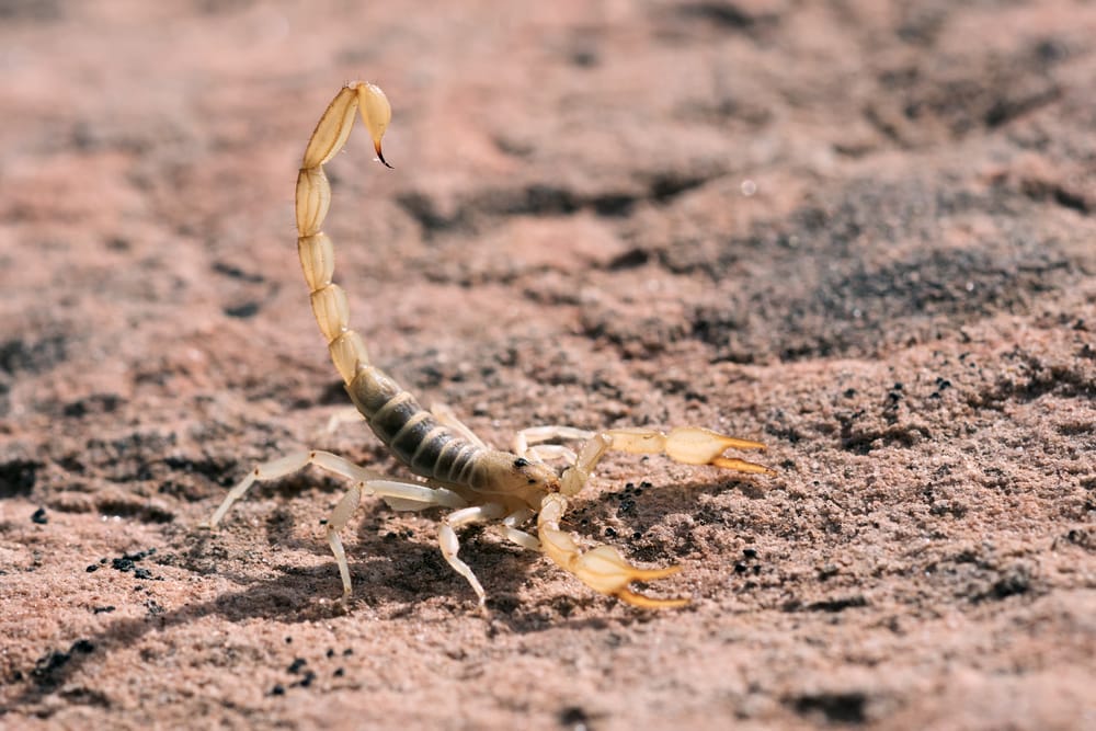 image of a giant hairy scorpion in a desert in Arizona