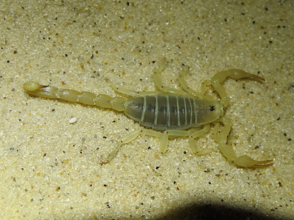 close up image of an eastern sand scorpion on the sand