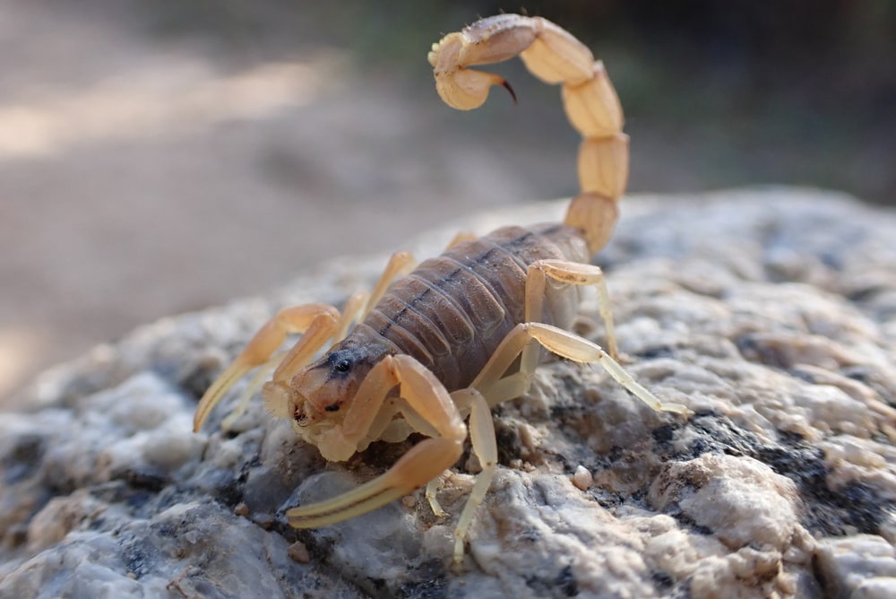 image of a yellow scorpion on a rock
