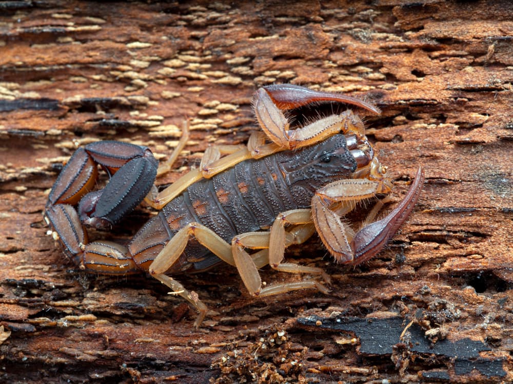 close up image of a Florida bark scorpion on a tree bark
