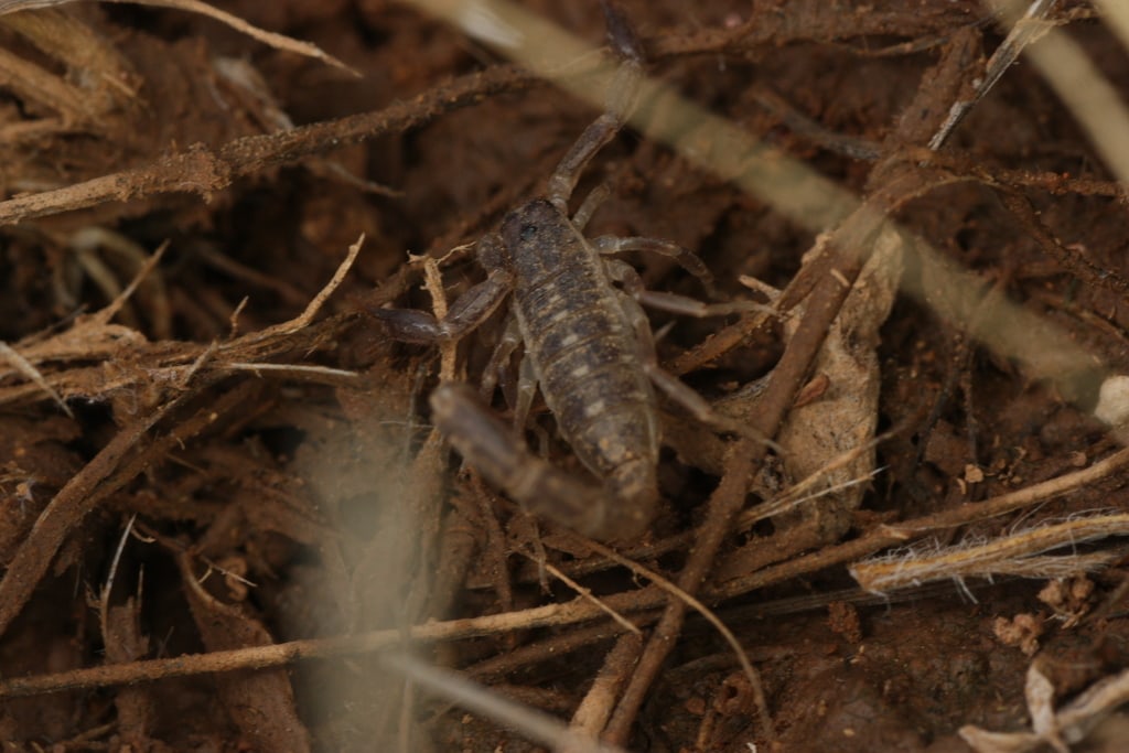 image of a lesser stripe tail scorpion hiding in twigs