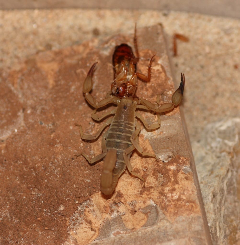 image of a Russell's scorpion with a cockroach prey