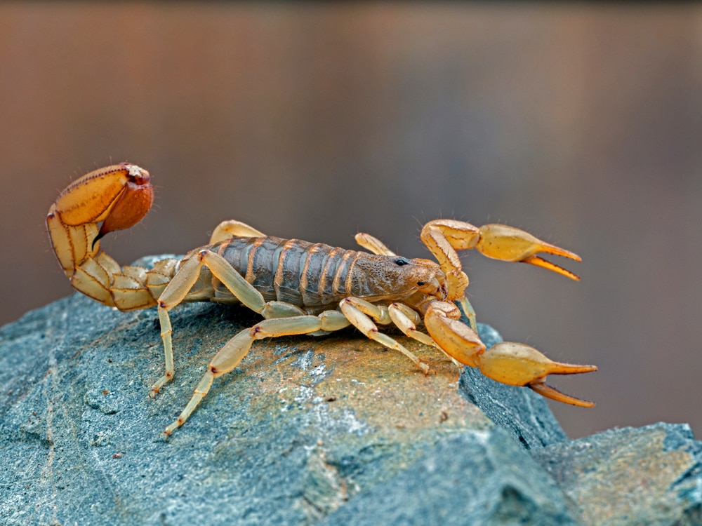 close up image of a stripe-tailed scorpion on a rock