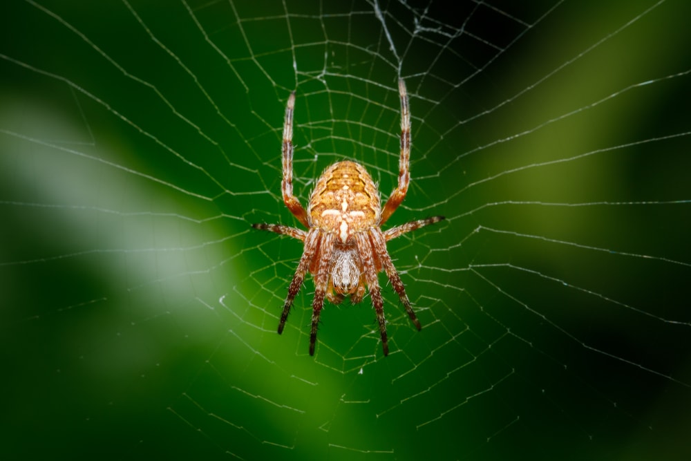 Spider resting on its own web