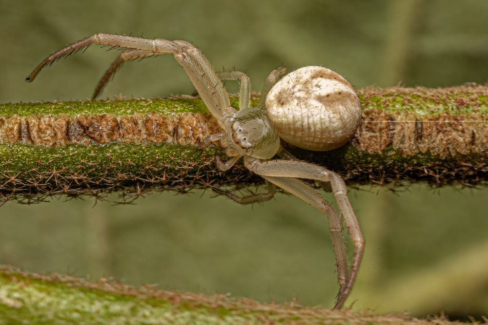 Crab Spiders (Thomisidae) crawling on a branch of tree